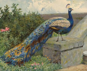 Tavus kuşu (kromolitho)