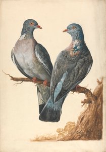 iki tahtalı güvercin by Charles Collins