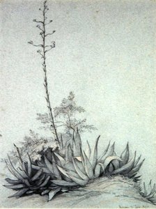 çiçekli Yuka by Charles Damour