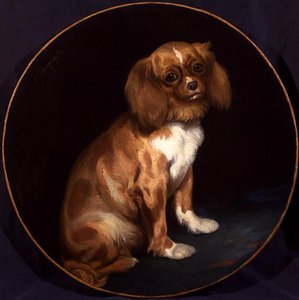 Bir Kral Charles Spaniel