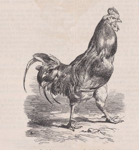 Çiftlik horozu, ortak cins., Magasin Pittoresque