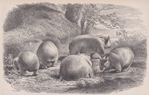 Wombat, Le Magasin Pittoresque