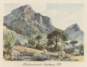 Güney Afrika: Kirstenbosch Bahçeleri, CP (renkli lito) by Charles Ernest Peers