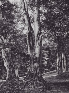 Knole Park