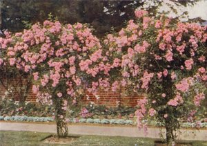 Tırmanma Rose Lady Godiva (renkli fotoğraf)