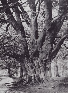 King Beech, Knole Park (s/b fotoğraf) by Charles Essenhigh Corke