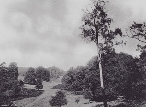 Knole Parkı (s/b fotoğraf) by Charles Essenhigh Corke