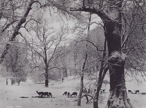 Knole Parkı (s/b fotoğraf) by Charles Essenhigh Corke