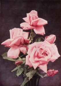 Rose Lady Ashtown (renkli fotoğraf) by Charles Essenhigh Corke