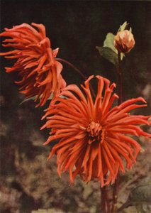 Kaktüs Dahlia "Brisbane" (renkli fotoğraf) by Charles Essenhigh Corke