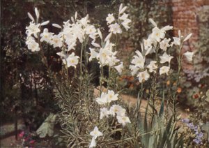 Madonna Lily, Lilium beyazı (renkli fotoğraf)