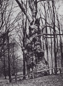 The Old Oak, Knole Park (s/b fotoğraf) by Charles Essenhigh Corke