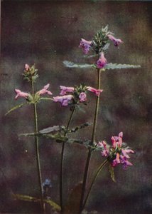 Kır çiçekleri: Betony (renkli fotoğraf) by Charles Essenhigh Corke