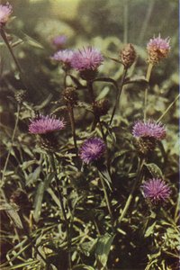 Kır çiçekleri: Kara Knapweed (renkli fotoğraf) by Charles Essenhigh Corke