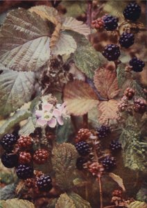 Kır çiçekleri: Bramble (renkli fotoğraf) by Charles Essenhigh Corke