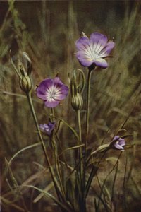 Kır çiçekleri: Mısır-Kahkaha (renkli fotoğraf) by Charles Essenhigh Corke