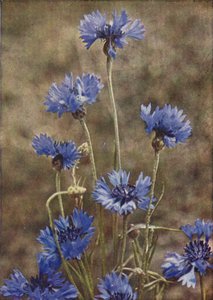 Kır çiçekleri: Peygamber Çiçeği (renkli fotoğraf) by Charles Essenhigh Corke