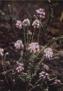 Kır çiçekleri: Çapraz Yapraklı Çalı (renkli fotoğraf) by Charles Essenhigh Corke