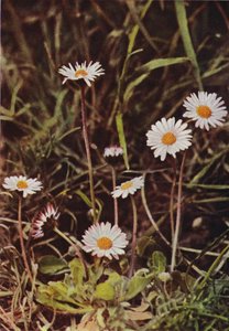 Kır çiçekleri: Papatya (renkli fotoğraf) by Charles Essenhigh Corke