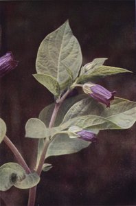 Kır çiçekleri: Ölümcül itüzümü (renkli fotoğraf) by Charles Essenhigh Corke