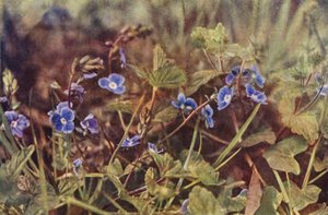 Kır çiçekleri: Germander Speedwell (renkli fotoğraf) by Charles Essenhigh Corke
