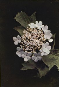 Kır çiçekleri: Guelder Rose (renkli fotoğraf) by Charles Essenhigh Corke