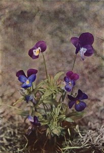 Kır çiçekleri: Heartsease (renkli fotoğraf) by Charles Essenhigh Corke