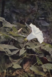 Kır çiçekleri: Hedge Convolvulus (renkli fotoğraf) by Charles Essenhigh Corke