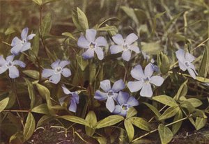 Kır çiçekleri: Küçük Deniz Salyangozu (renkli fotoğraf) by Charles Essenhigh Corke