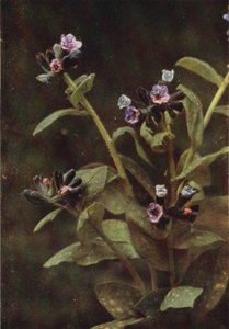 Kır çiçekleri: Lungwort (renkli fotoğraf) by Charles Essenhigh Corke