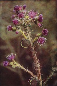 Kır çiçekleri: Marsh Thistle (renkli fotoğraf) by Charles Essenhigh Corke