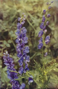 Kır çiçekleri: Monkshood (renkli fotoğraf) by Charles Essenhigh Corke