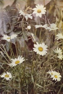 Kır çiçekleri: Ox-Eye Daisy (renkli fotoğraf) by Charles Essenhigh Corke