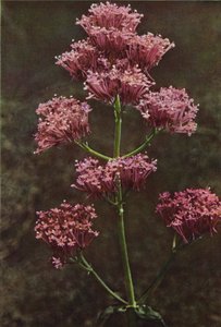 Kır çiçekleri: Kırmızı Kediotu (renkli fotoğraf) by Charles Essenhigh Corke