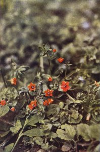 Kır çiçekleri: Scarlet Pimpernel (renkli fotoğraf)