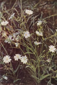 Kır çiçekleri: Stitchwort (renkli fotoğraf) by Charles Essenhigh Corke