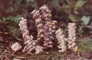 Kır çiçekleri: Diş otu (renkli fotoğraf) by Charles Essenhigh Corke