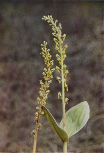 Kır çiçekleri: Twayblade (renkli fotoğraf) by Charles Essenhigh Corke