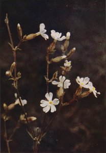 Kır çiçekleri: Beyaz Campion (renkli fotoğraf) by Charles Essenhigh Corke