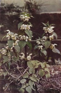 Kır çiçekleri: White Deadnettle (renkli fotoğraf) by Charles Essenhigh Corke