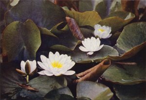 Kır çiçekleri: Beyaz Nilüfer (renkli fotoğraf) by Charles Essenhigh Corke