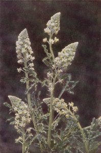 Kır çiçekleri: Yabani Mignonette (renkli fotoğraf) by Charles Essenhigh Corke