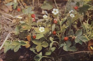 Kır çiçekleri: Yabani Çilek (renkli fotoğraf)
