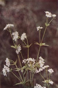 Kır çiçekleri: Woodruff (renkli fotoğraf) by Charles Essenhigh Corke