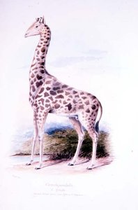 Zürafa James Edwin Edward Dawe tarafından, Ruminantia Vol. ben (suluboya)
