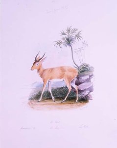 Kob, James Edwin Edward Dawe, 