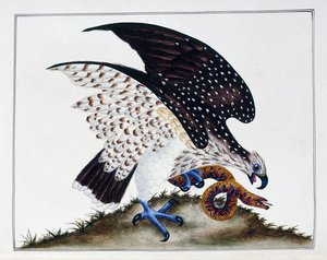 Yılanlı yırtıcı kuş, 1808-21 by Charles Hayes