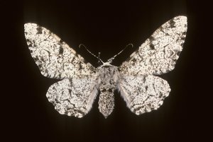Betularia biston/Huş Phalene by Augustus Kollner