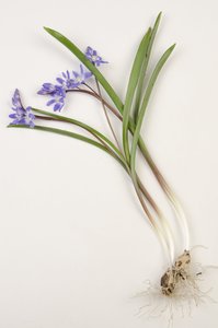 Botanik tahtası/Chionodoxa forbesii/Chionodoxa luciliae/Karın Zaferi