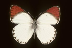 Colotis danae/Kızıl by Augustus Kollner